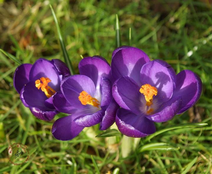 Crocus 9C86D-22.JPG